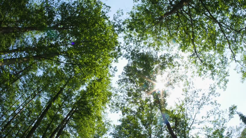 Looking Up In Forest POV Through Tops Of Trees Sun Shines Through Foliage