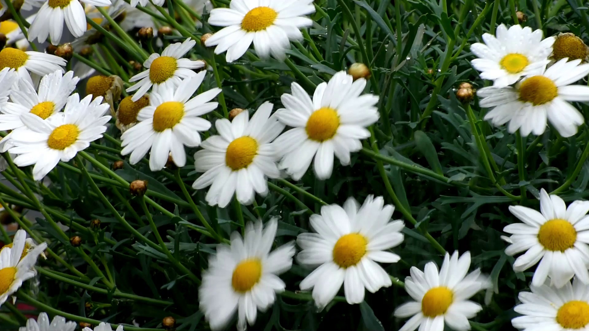 Daisies Rain