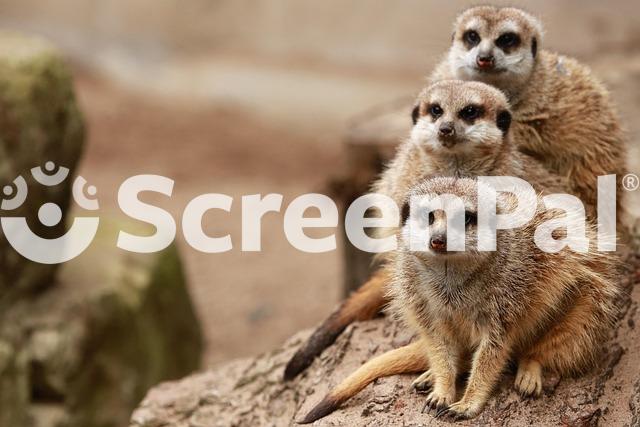 Meerkats Family Furry Mammal Zoo